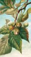 SDS631 - Tree Branch with Fruit I - 9x18 Online Sale